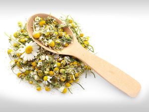 گیاه بابونه